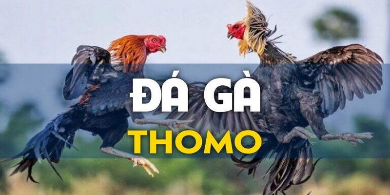 Giới thiệu về hình thức giải trí đá gà Thomo